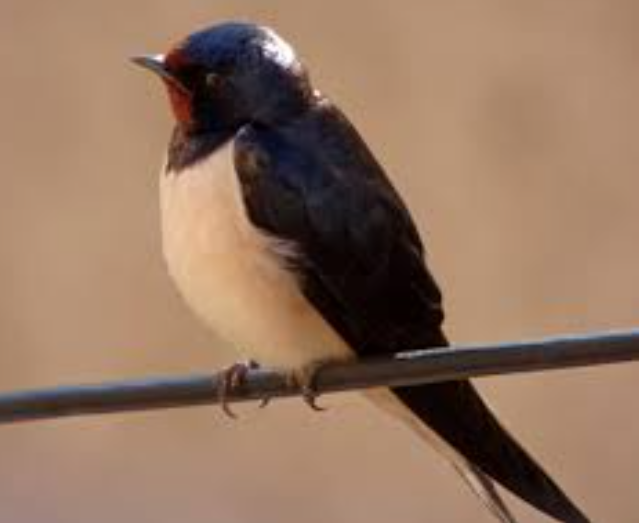 swallow