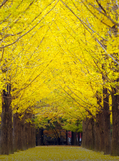 golden leaves